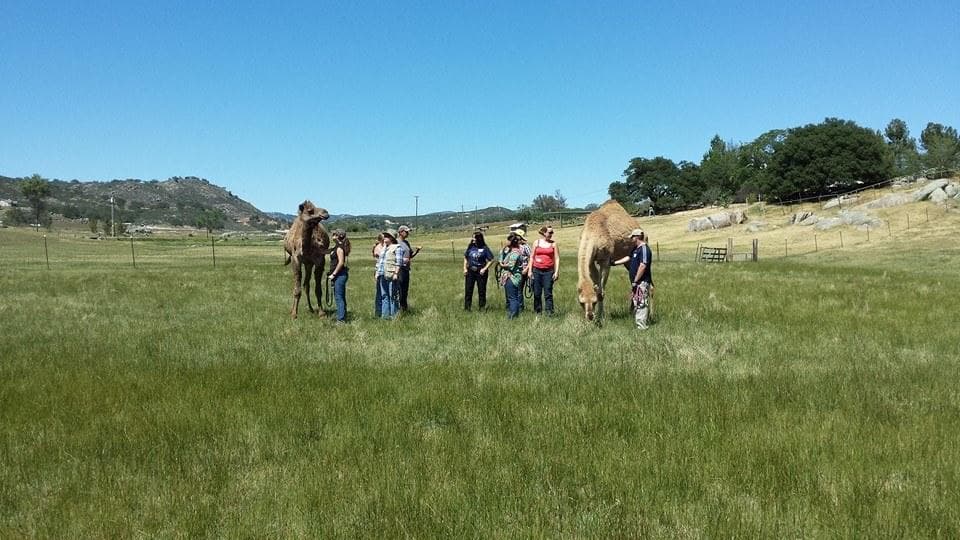 Guided camel trek with group across grassy ranch landscape