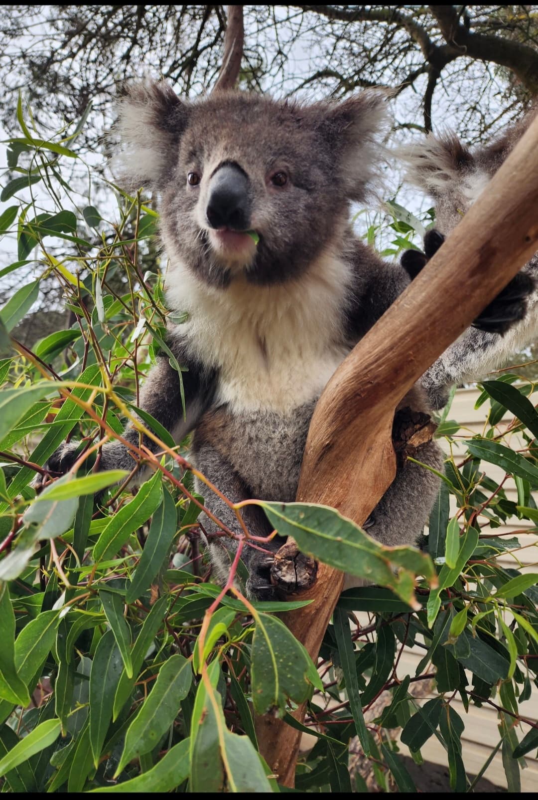 Koala Experience in Cudgee: Up-Close Encounters at Warrnambool Wildlife Encounters