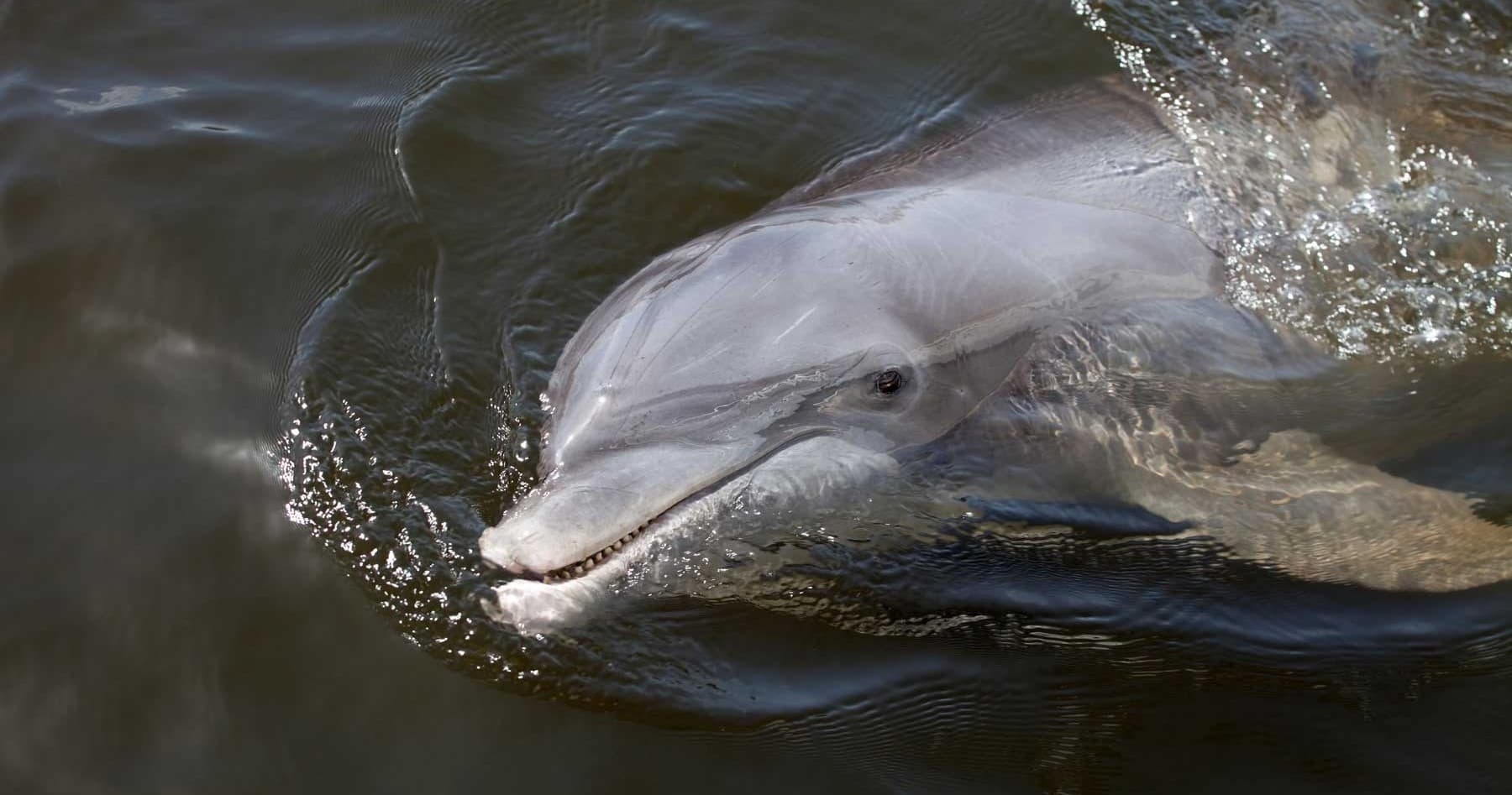Dolphin Watching with St. Pete Boat Tours in St. Petersburg