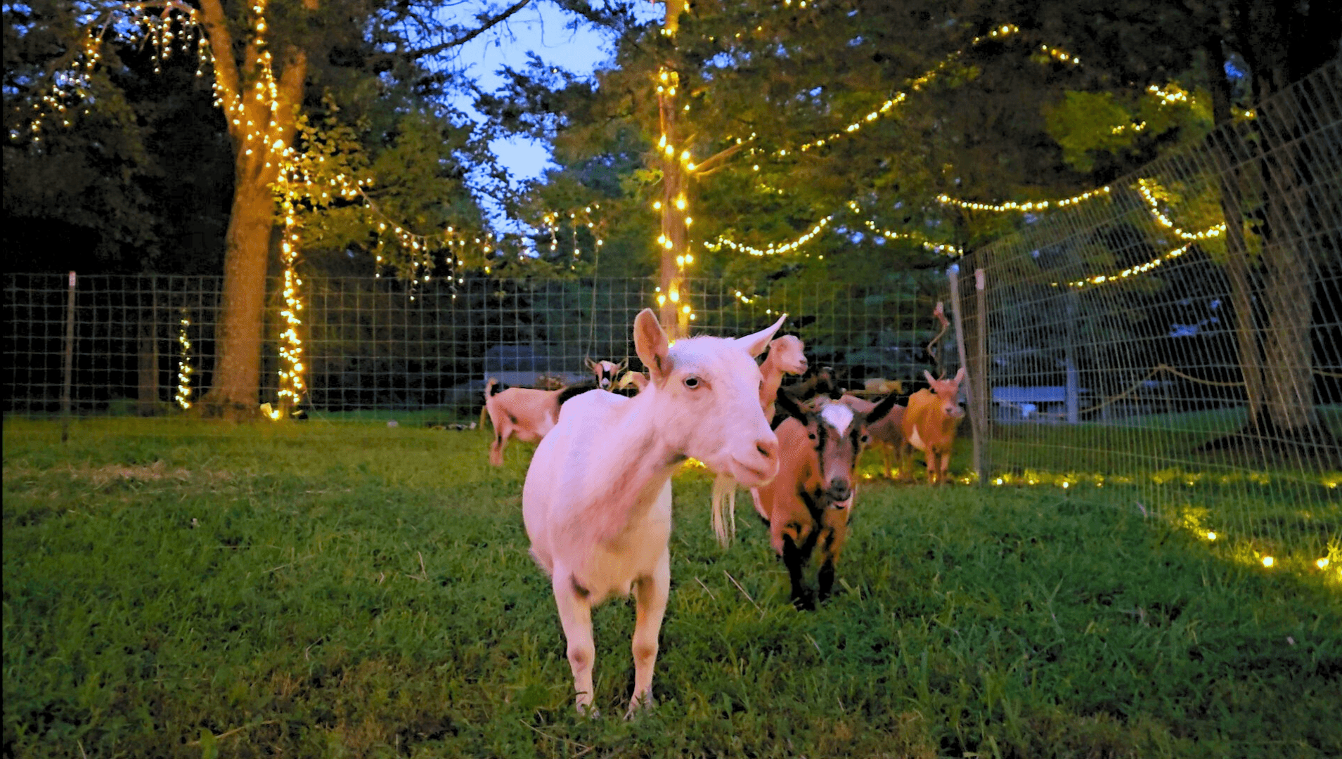 Outdoor Yoga & Goat Experience at The Bubbly Goat