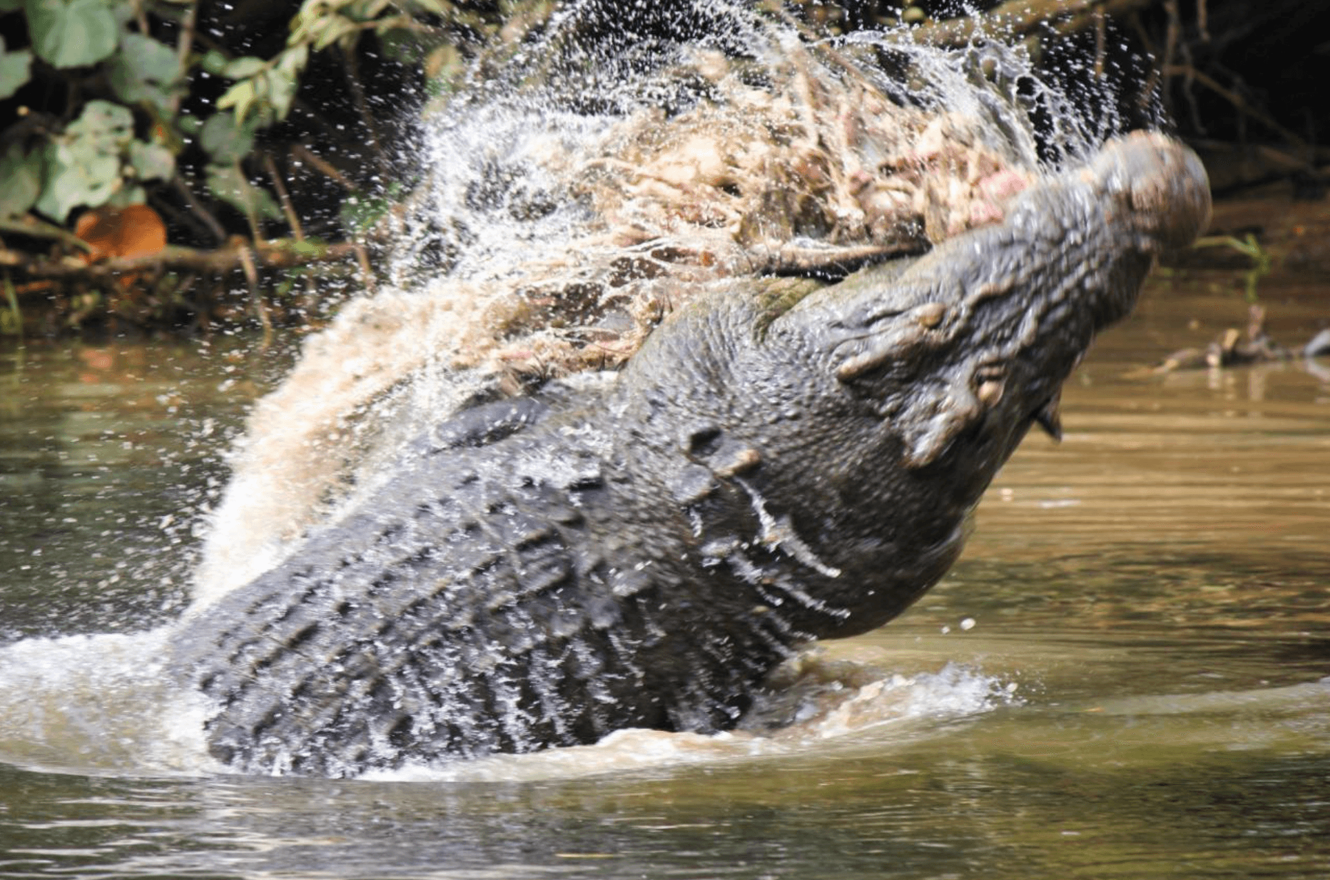 Daintree Rainforest & Wildlife Cruise — Crocodile Sightings from Daintree Village photo 4