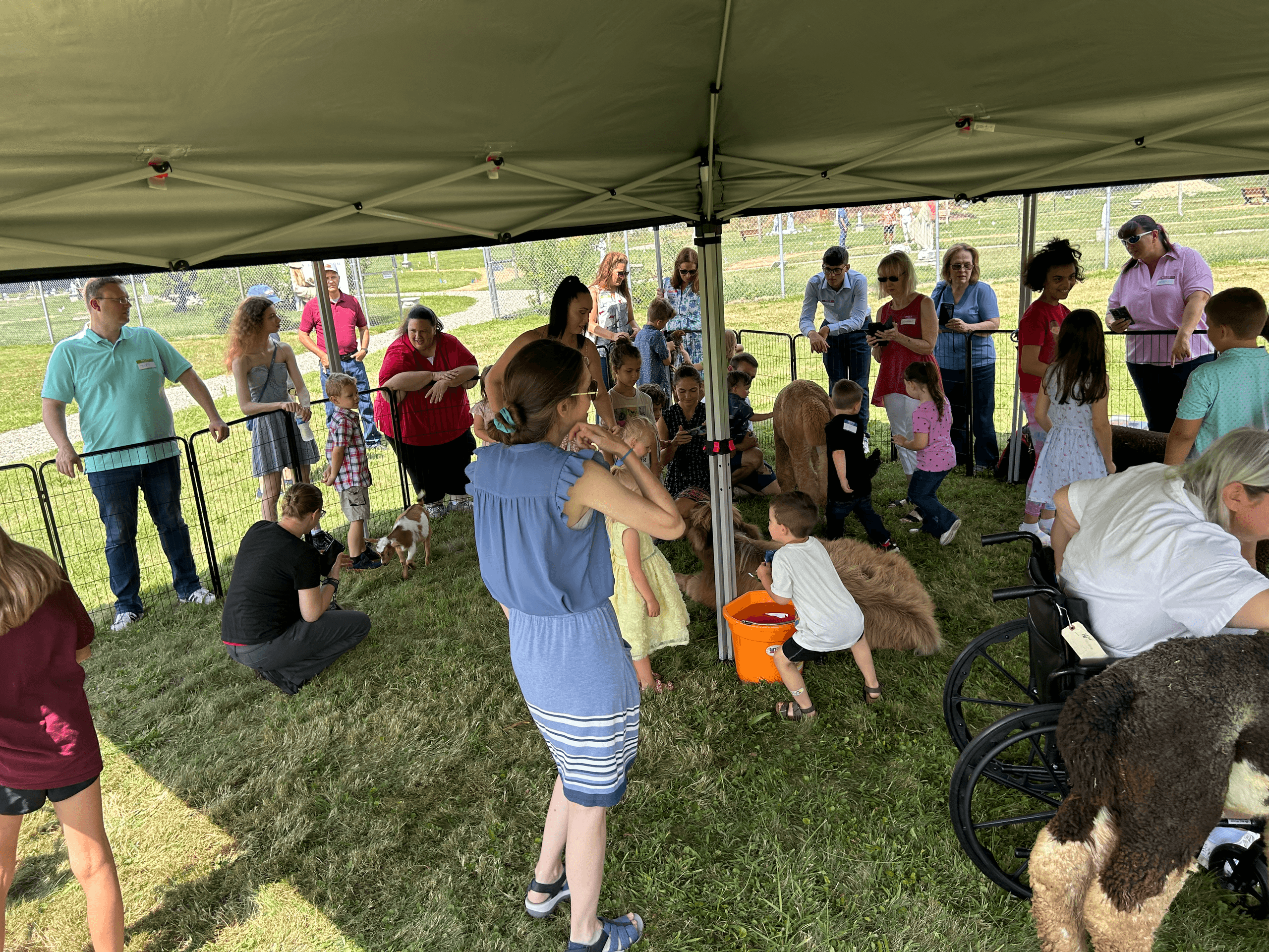 When the Farm Comes to You: Mobile Micro Mini Cow Visits in Kent, Ohio photo 2