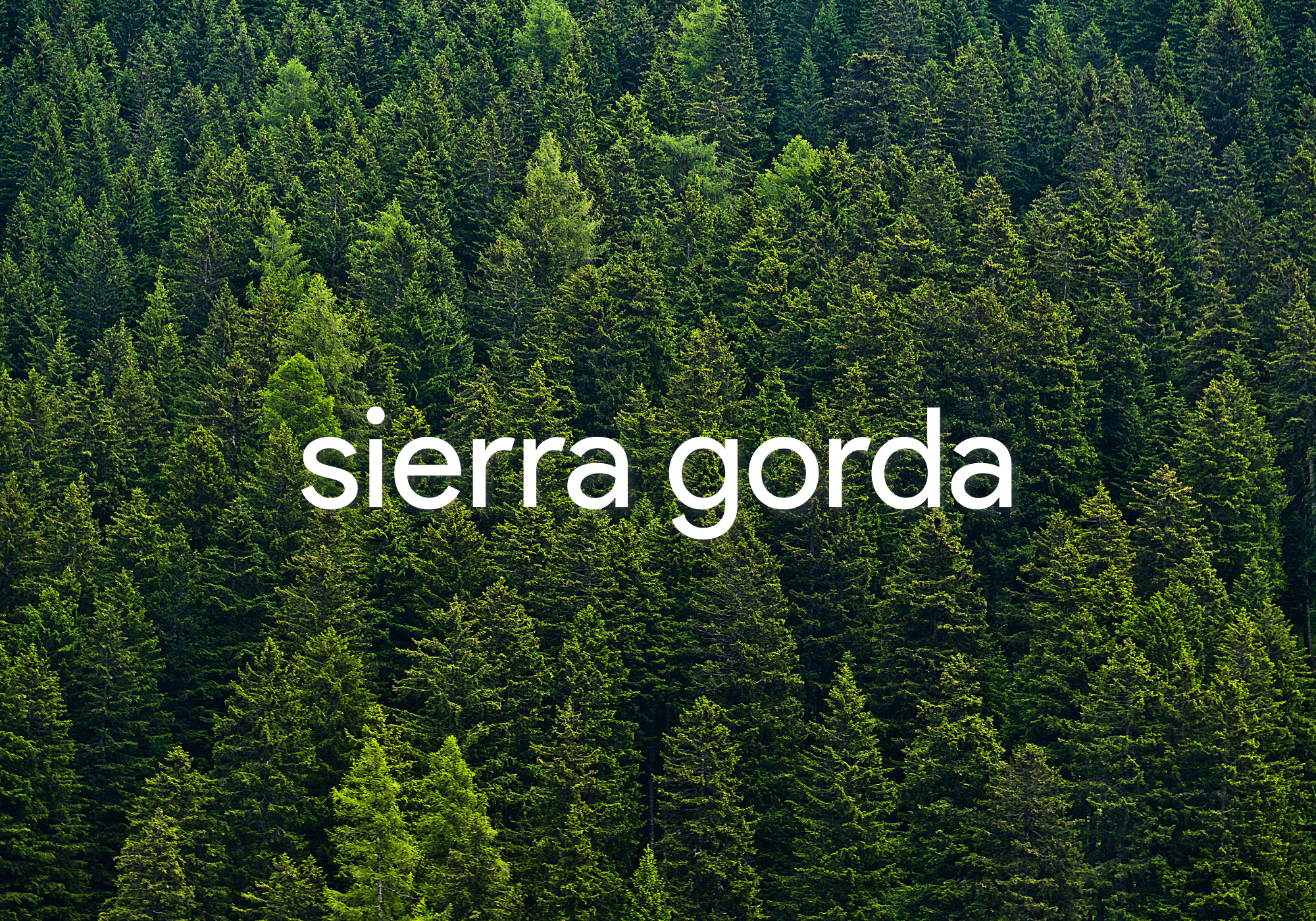 Dense Sierra Gorda forest canopy for hiking and nature exploration