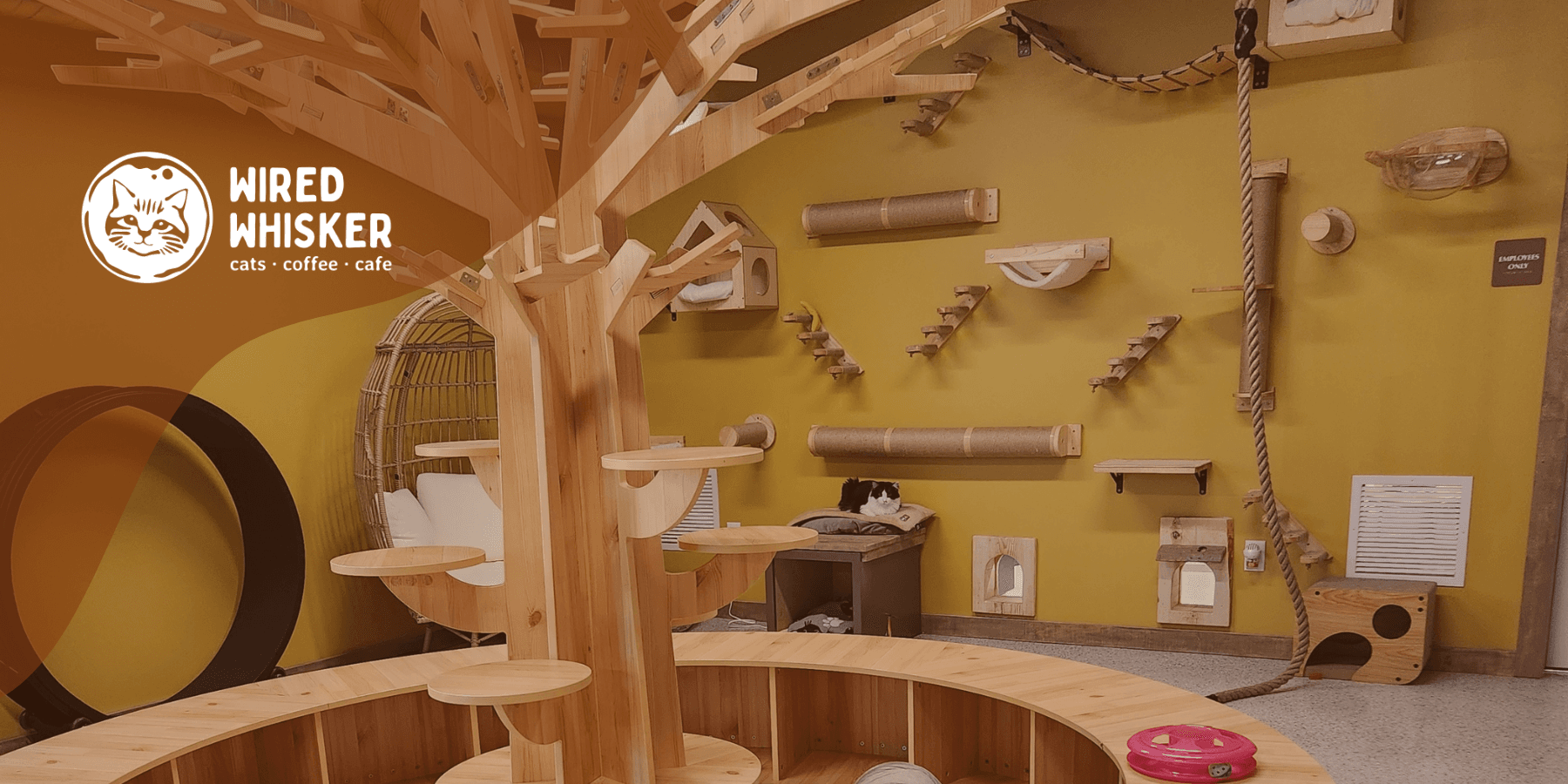 Cozy indoor cat cafe interior with wooden climbing structures
