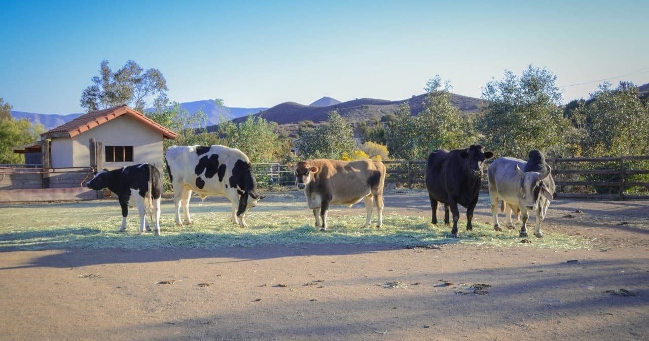 Private Sanctuary Tour in Acton, California