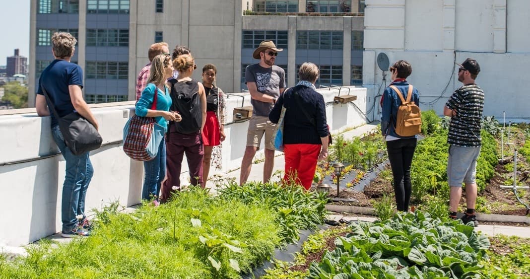 Group touring rooftop urban farm in Brooklyn harvesting and learning