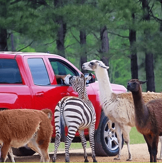 Zebras and llamas beside a red truck at a drive-through safari