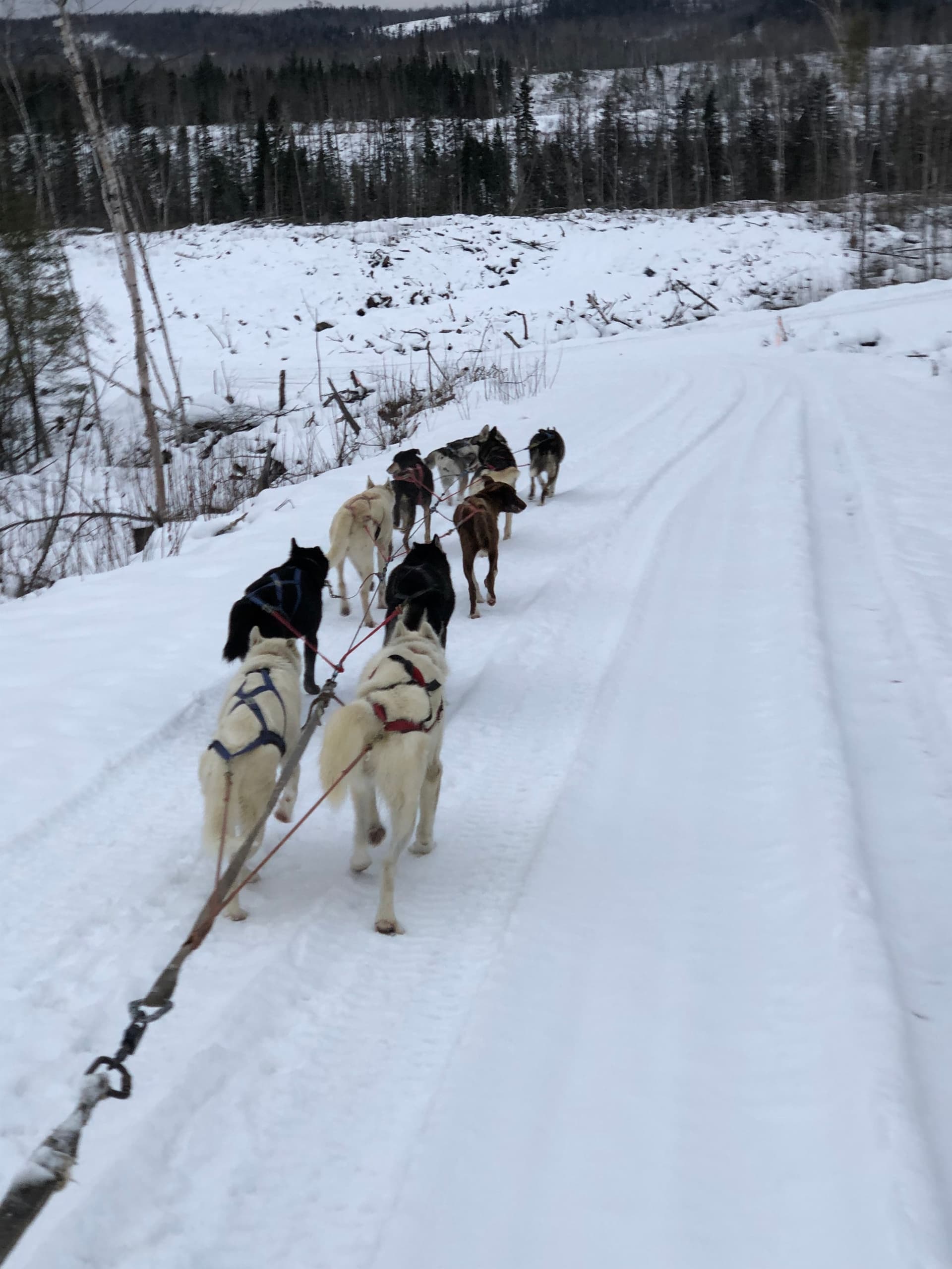 Forfait Inukshuk: Hiking & Dogs with Alaskan du Nord in La Baie