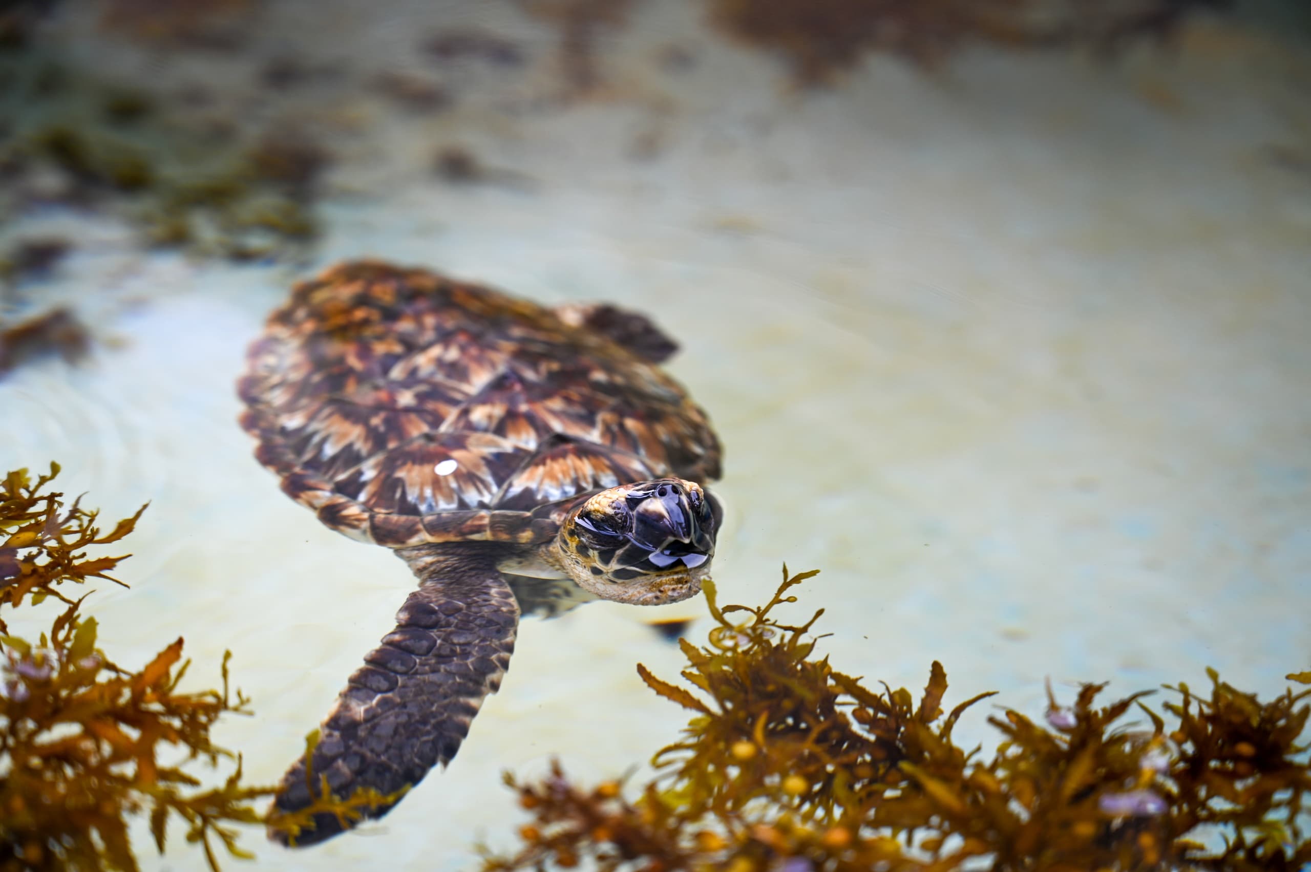 Explore Sea Turtles at Loggerhead Marinelife Center, Juno Beach