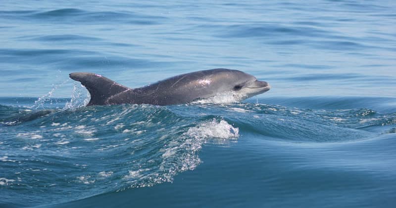 Marine Wildlife Tours with Cape Cruiser in Cape Verde