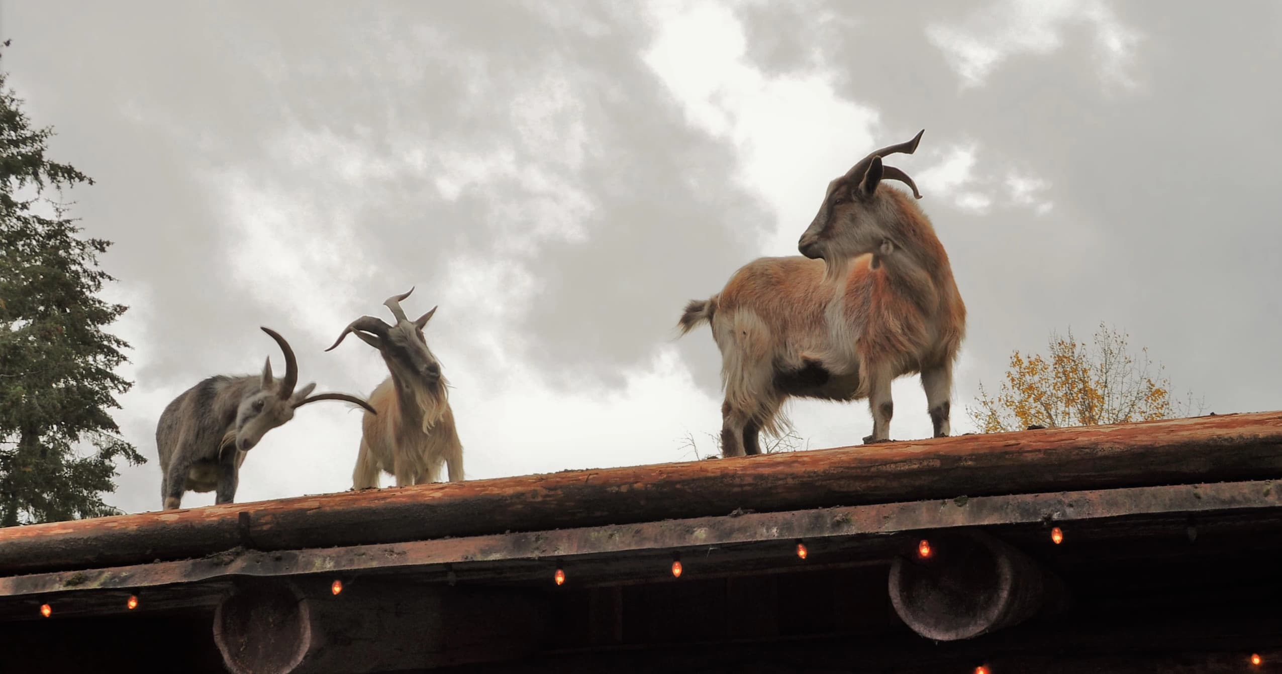 Wild goats standing on barn roof under cloudy mountain sky