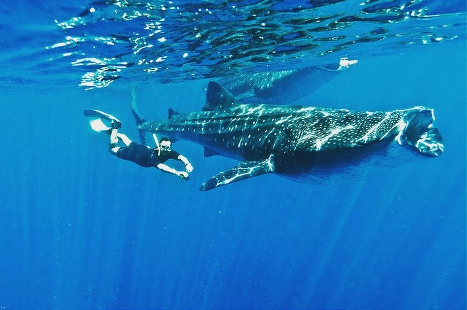 Cancun Whale Shark Tour with Deep Life