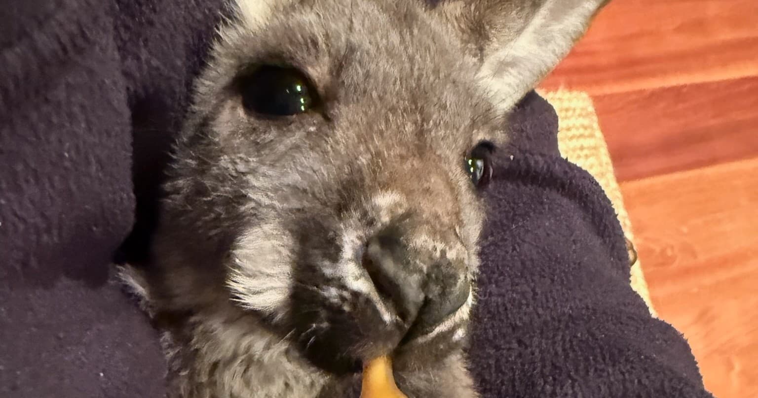Feeding Rooby the Roo: A Unique Family Farm Experience in River Falls, Wisconsin