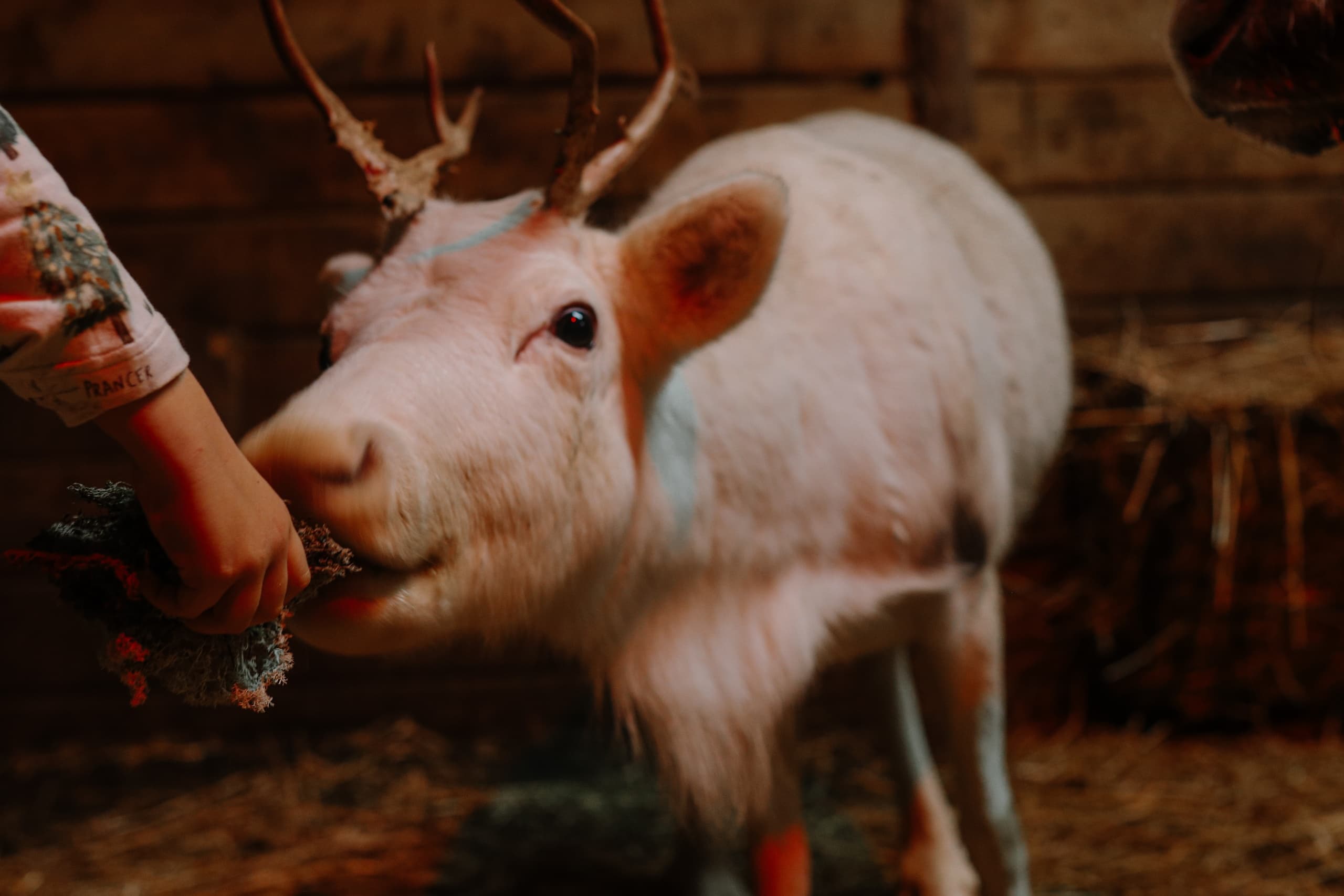 Hand-feeding reindeer in barn at Somerset wildlife farm experience