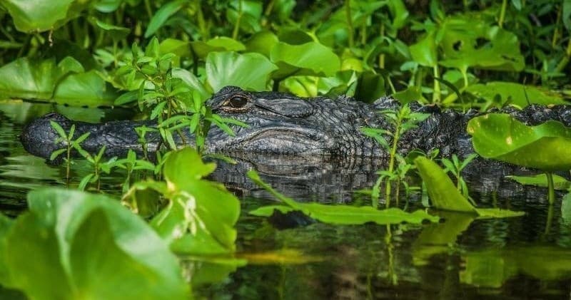 Paddle with Alligators on Orlando’s Wild River: 8-Mile Guided Adventure