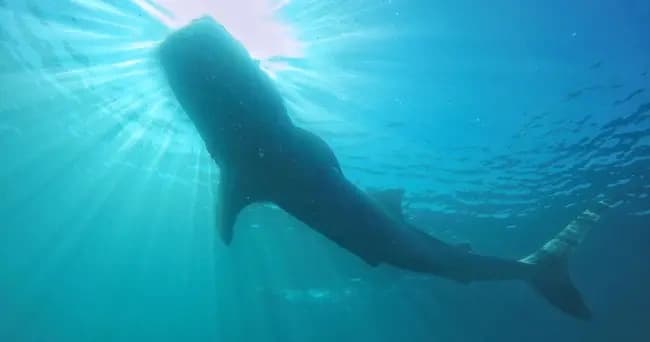 Private Whale Shark Adventure in La Paz: Swim with Gentle Giants