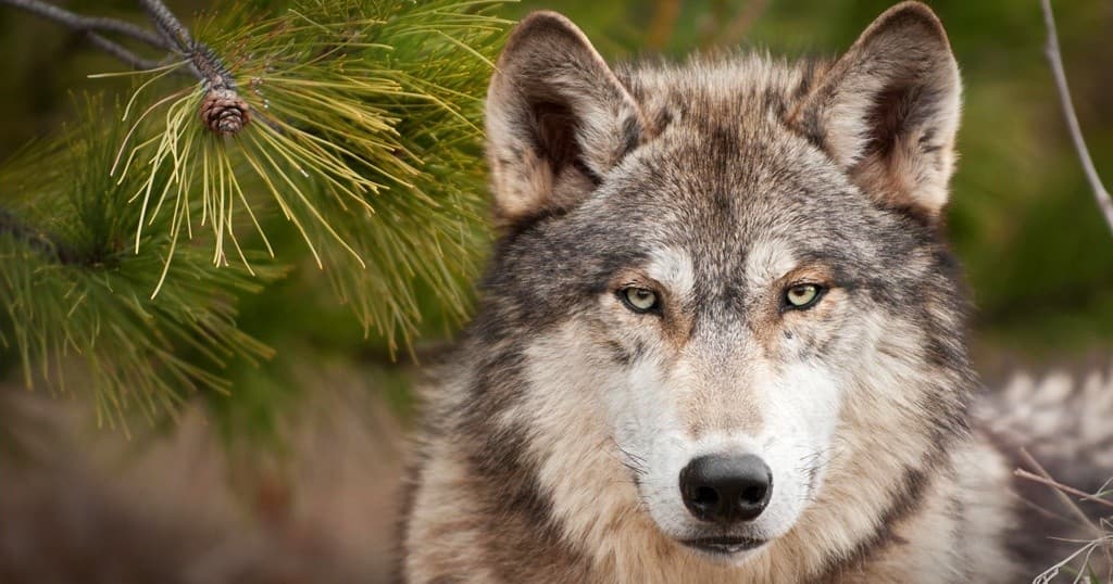 Yellowstone Winter Wolf Tour with BrushBuck Wildlife
