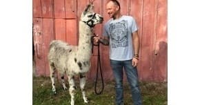 Person with llama on a rustic farmyard near barn, outdoor animal visit