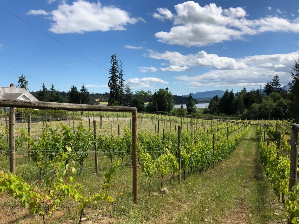 Cowichan Valley Premium Wine Tour in British Columbia