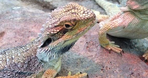 Canberra Reptile Zoo fleet