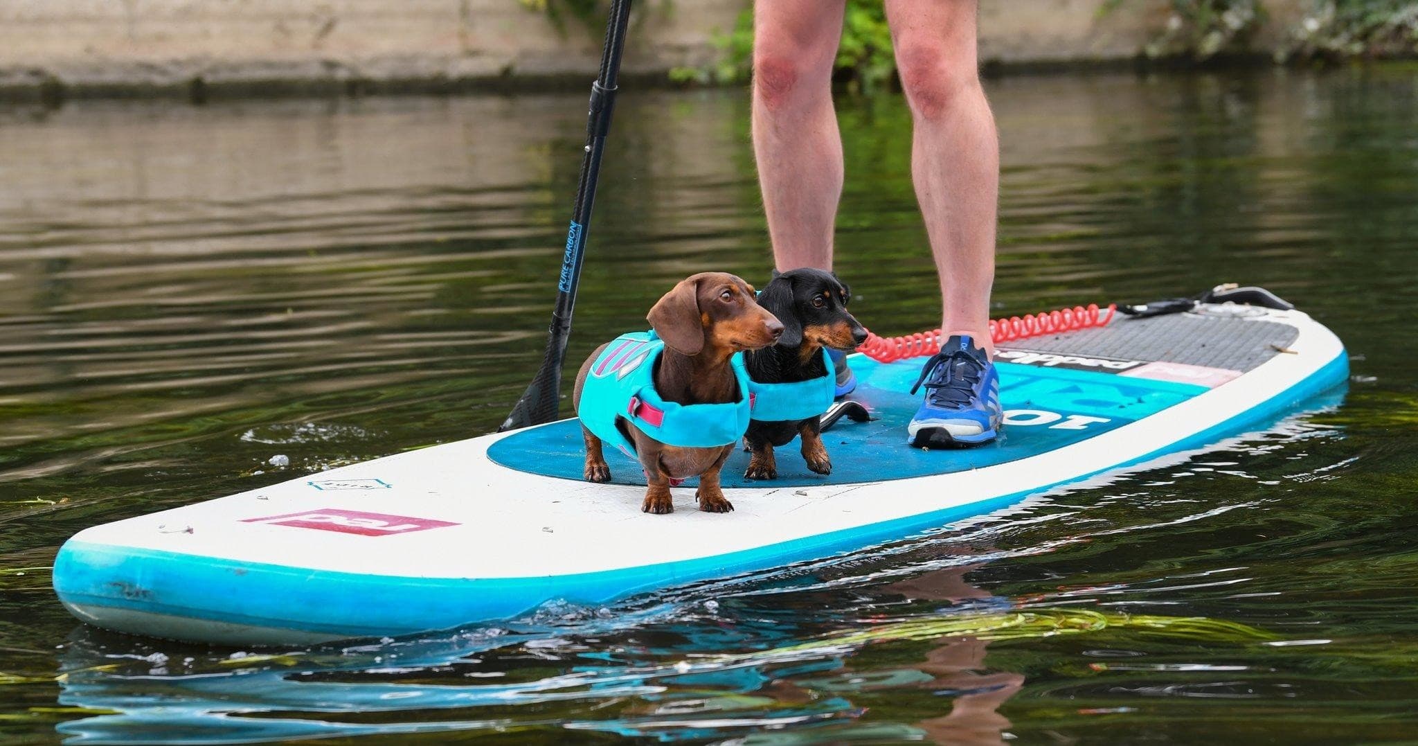 Doghouse BoA fleet