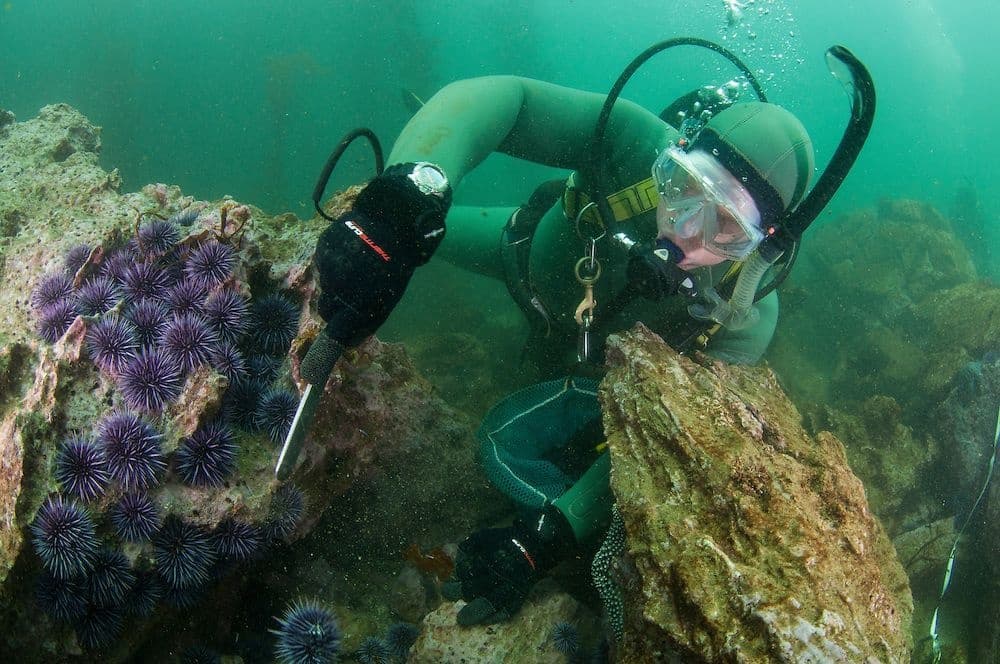 NAUI Kelp Restoration Diver Course in Monterey, CA