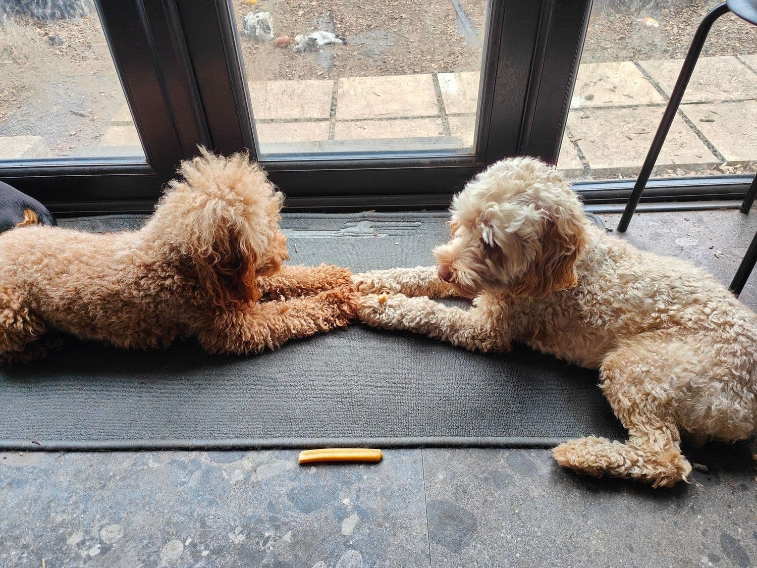 Dog Care & Boarding with Poppy's Perfect Pups in [Location]