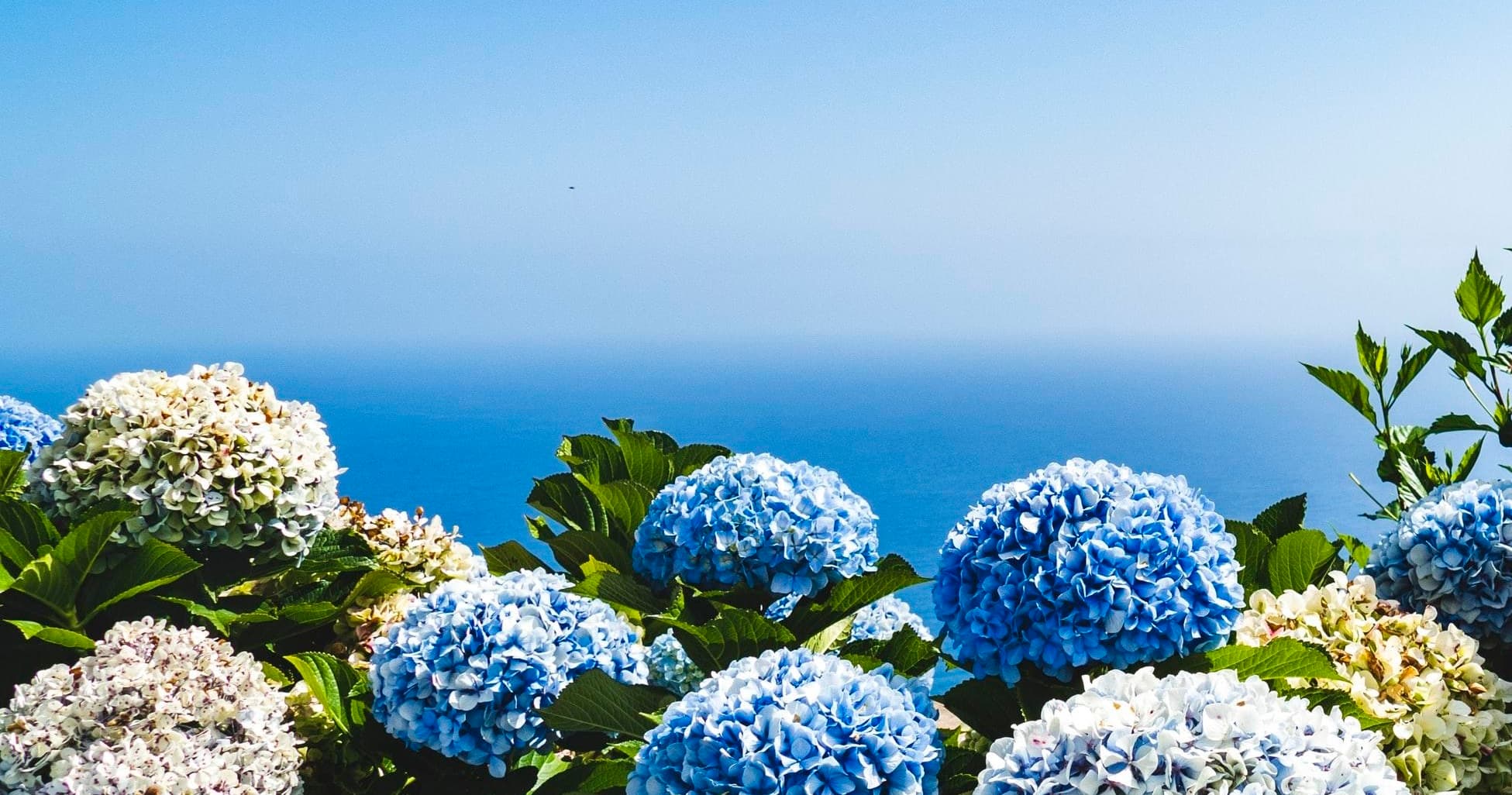 Blue hydrangeas framing ocean viewpoint on Madeira island coast