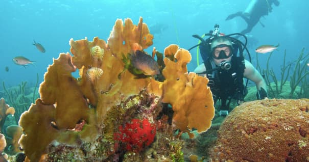 Scuba diver exploring vibrant coral reef and tropical fish