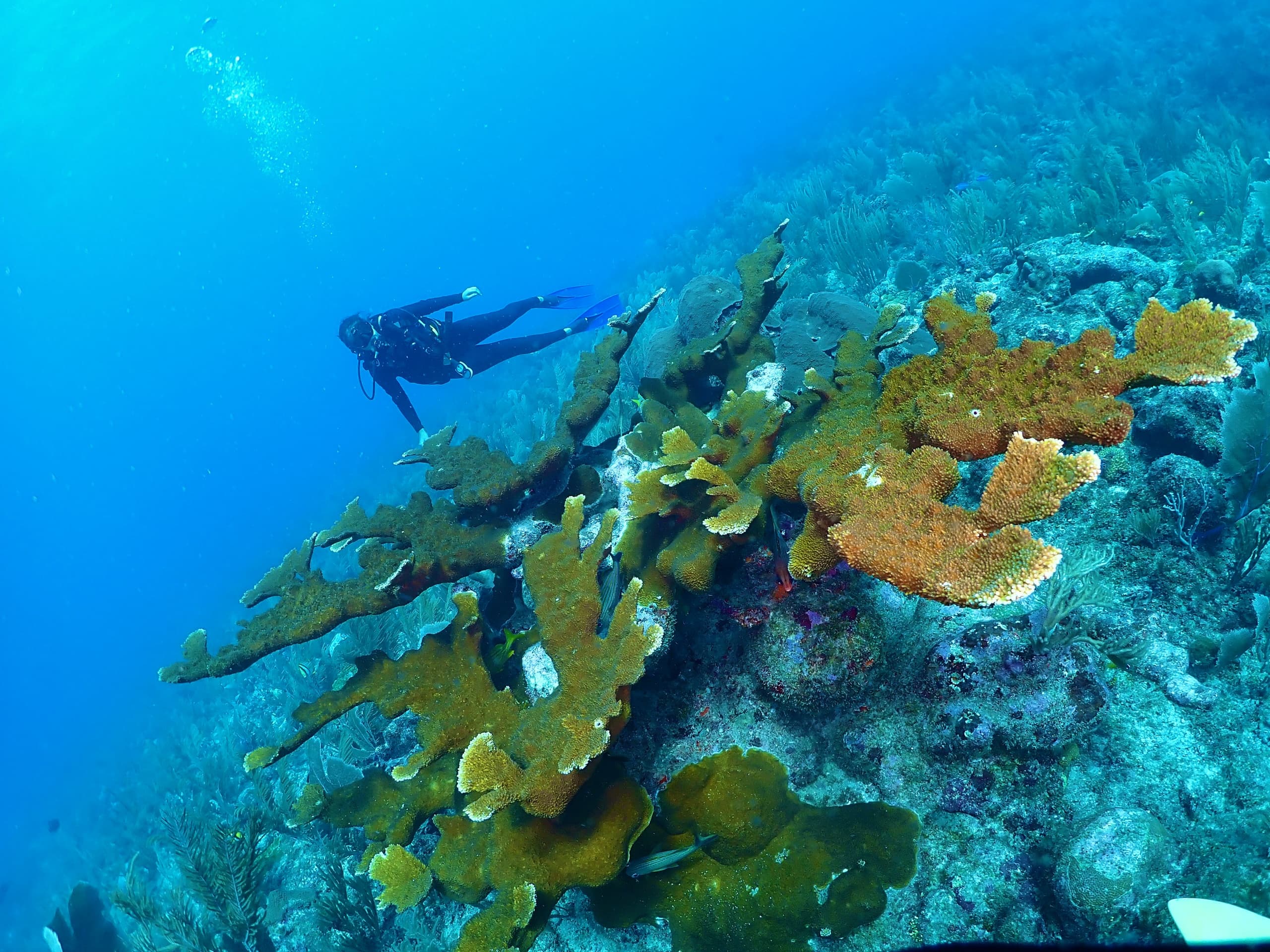 Finish Your PADI in Tulum: Advance Open Water Course Referral at Mexidivers