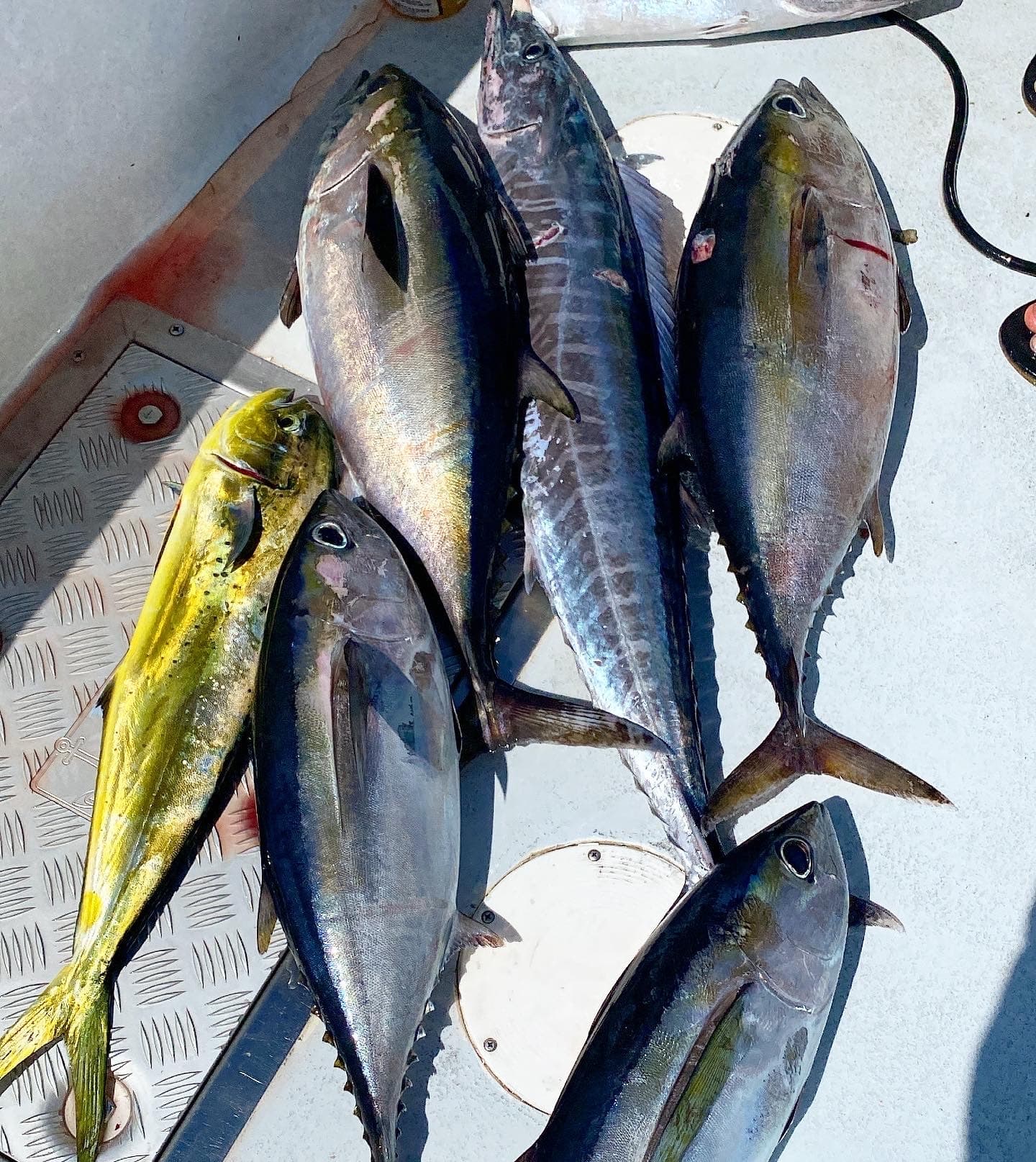 Full Day Private Fishing Charter in Fort Lauderdale, FL