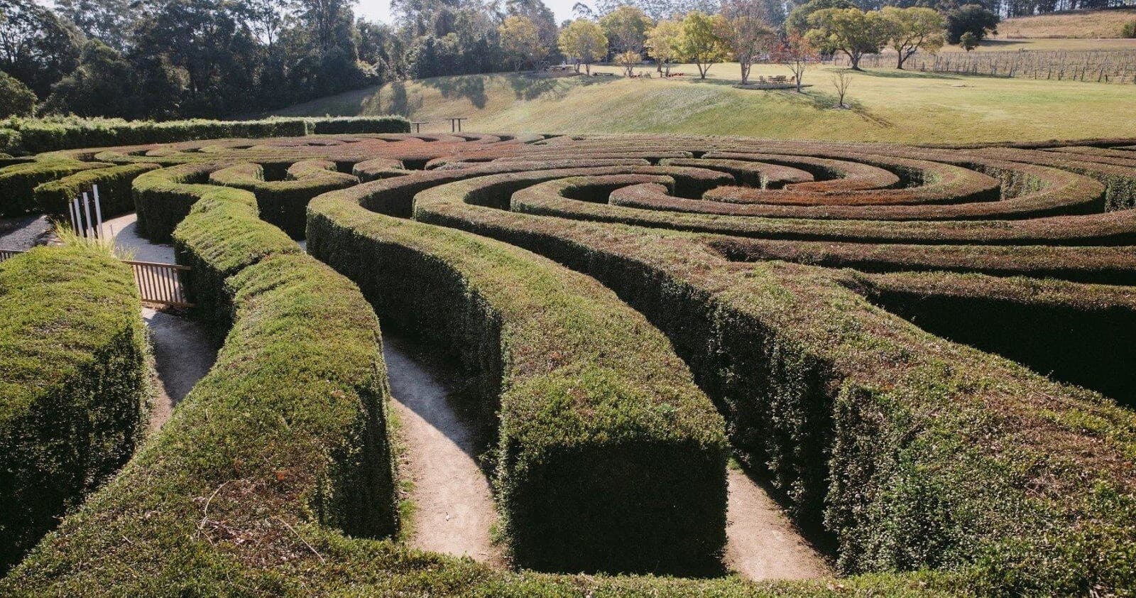 Ground-level hedgerow maze pathways in sunlit park
