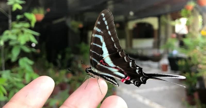 City & Butterfly Garden Tour with Puerto Vallarta Flair