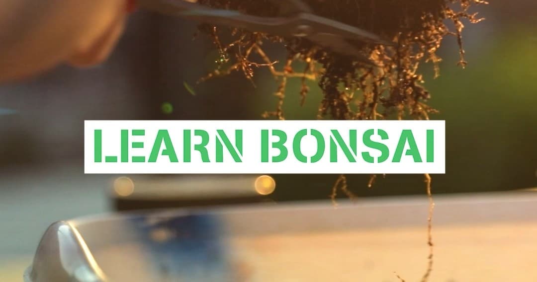 Bonsai Bar @ Block 40: Hands-On Mini Bonsai Workshops in Hollywood FL photo 2