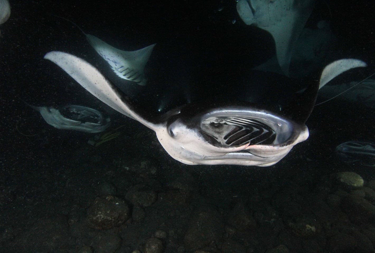 Luxury Manta Night Snorkel on Kona's Volcanic Coast
