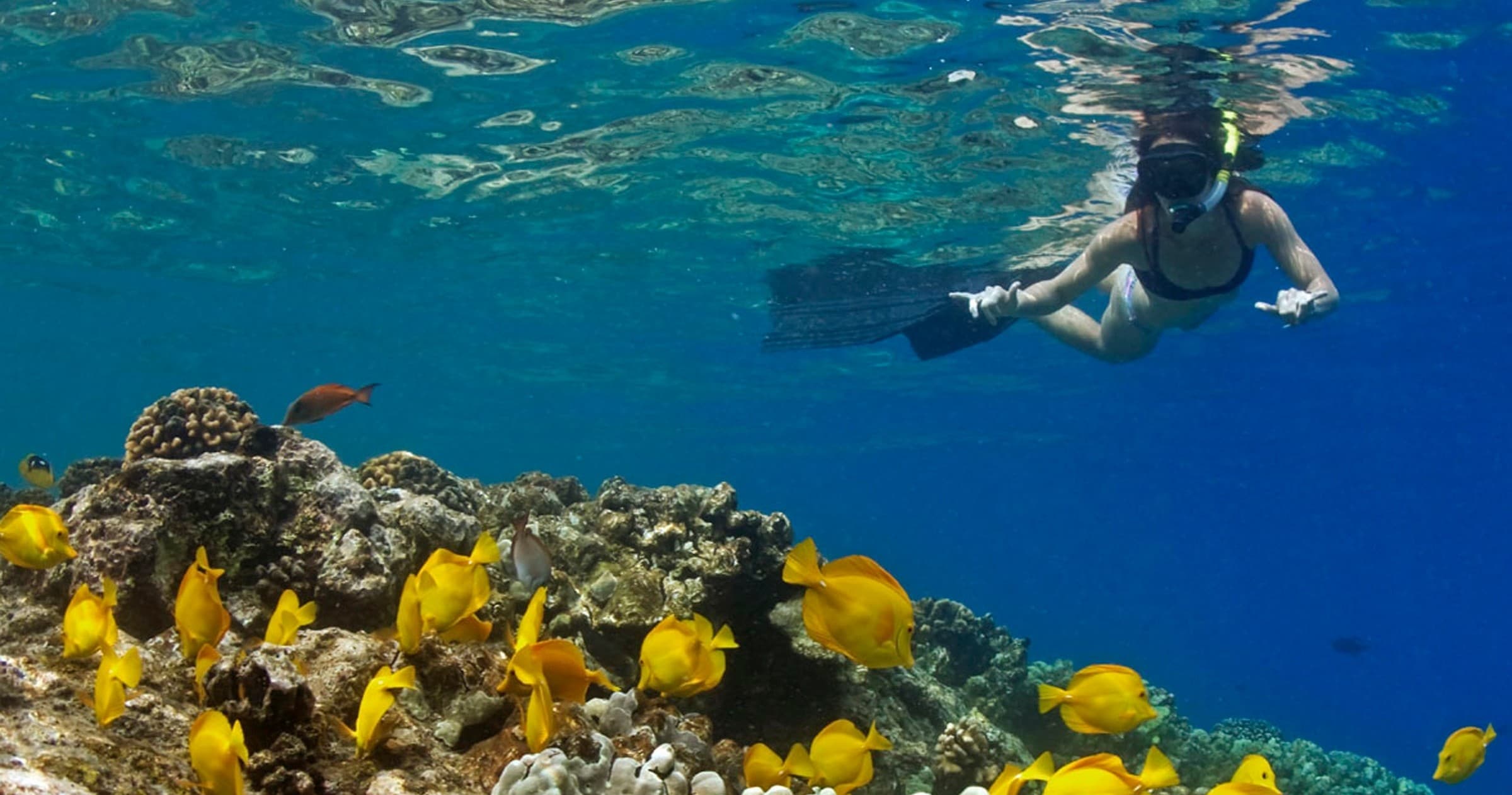 Snorkeler exploring shallow coral reef with yellow tropical fish