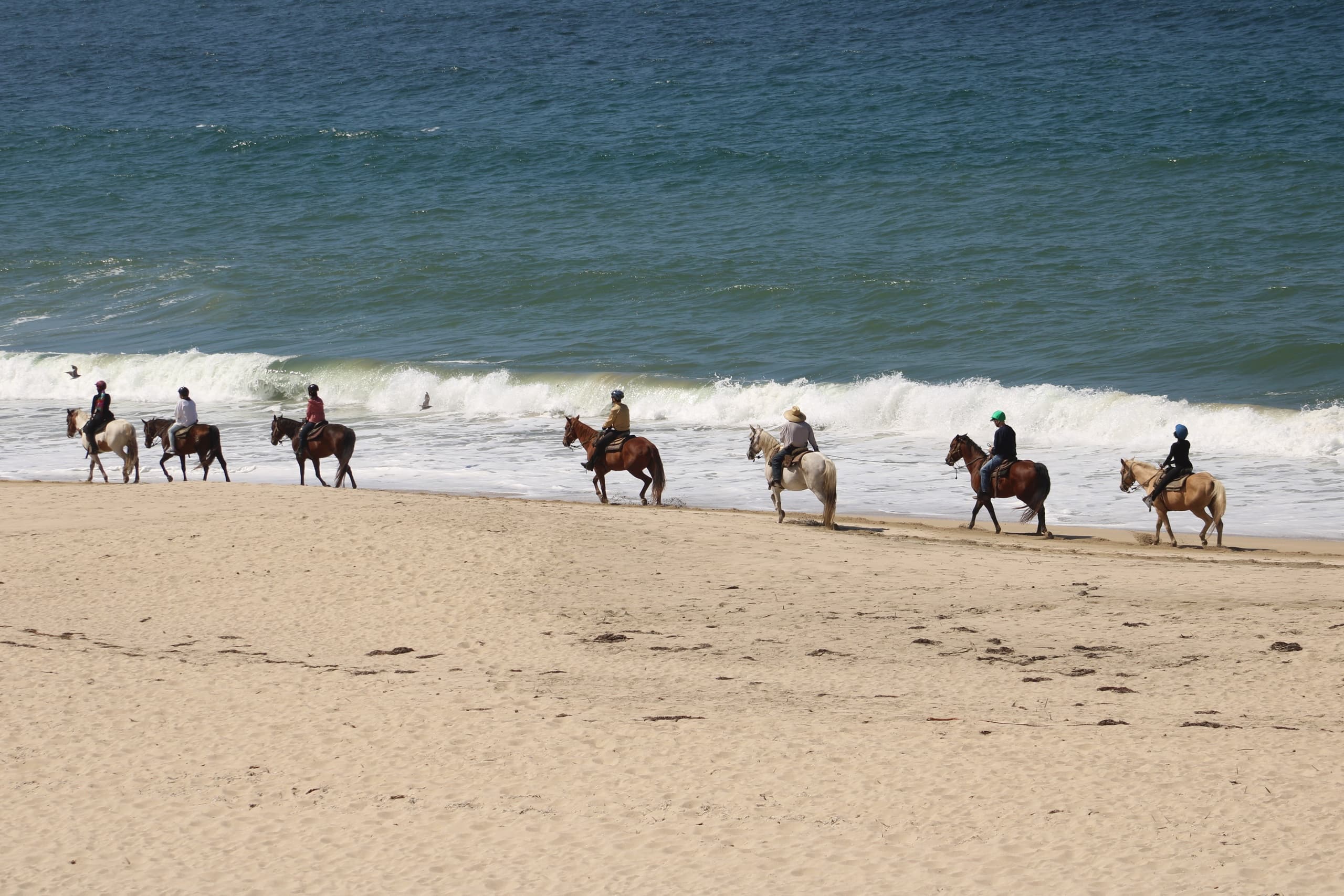 Coastal Horseback Ride with Sea Horse Ranch in Half Moon Bay