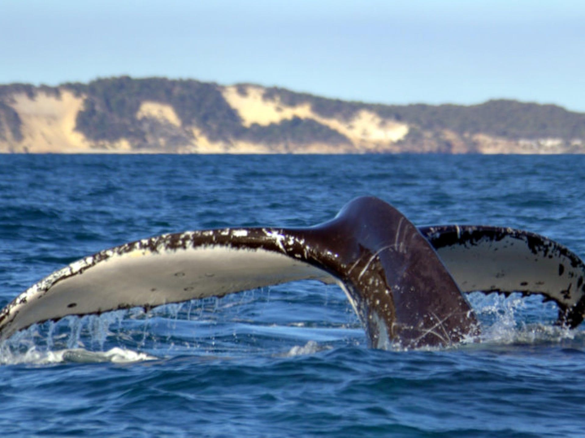 Humpback fluke emerging with coastal cliffs in background