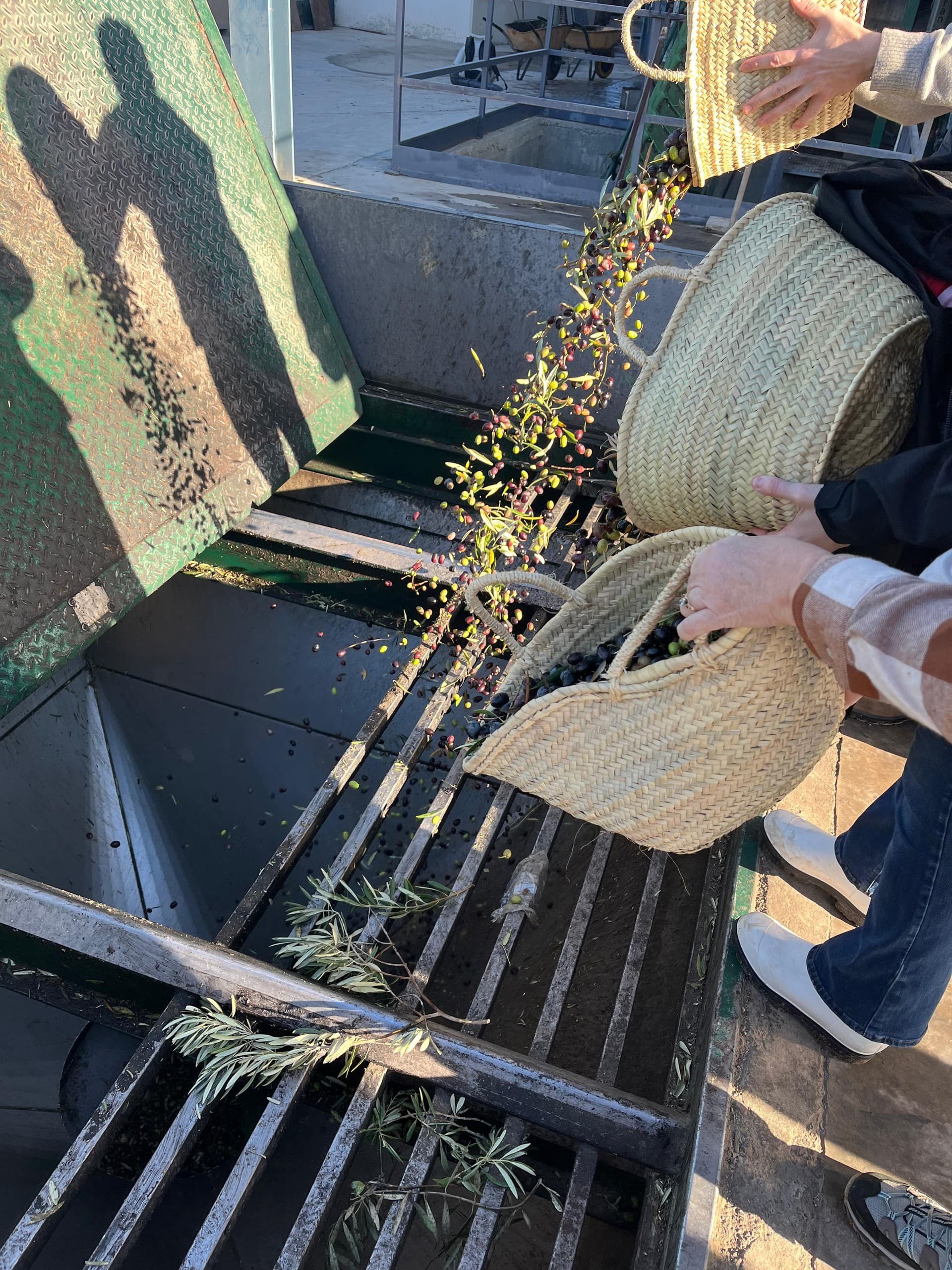 Harvest Olives with O-MED: Hands-On Extra Virgin Olive Oil Experience Near Granada photo 4