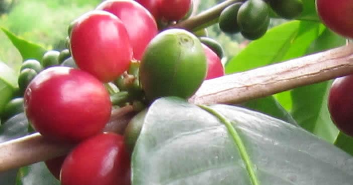 Ripe red coffee cherries on Kona coffee branch in plantation