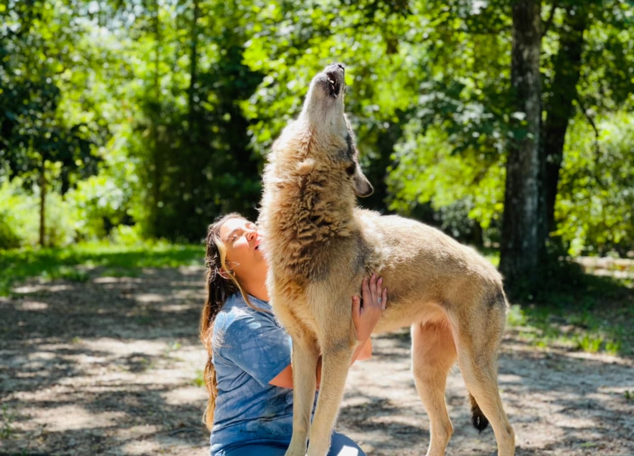 Person embracing wolf during forest encounter at wildlife preserve