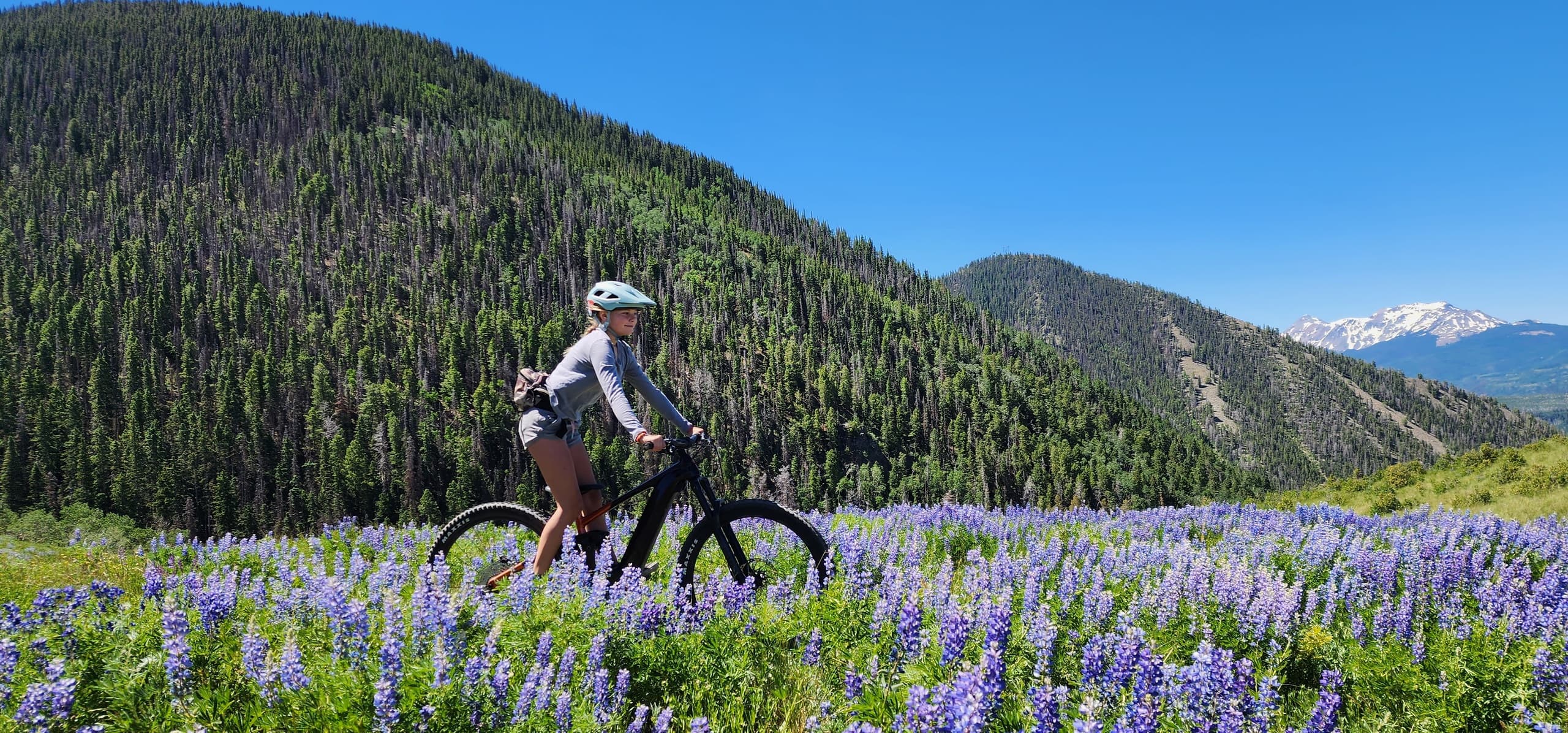 Mountain biker pedaling through lupine meadow and forested hills