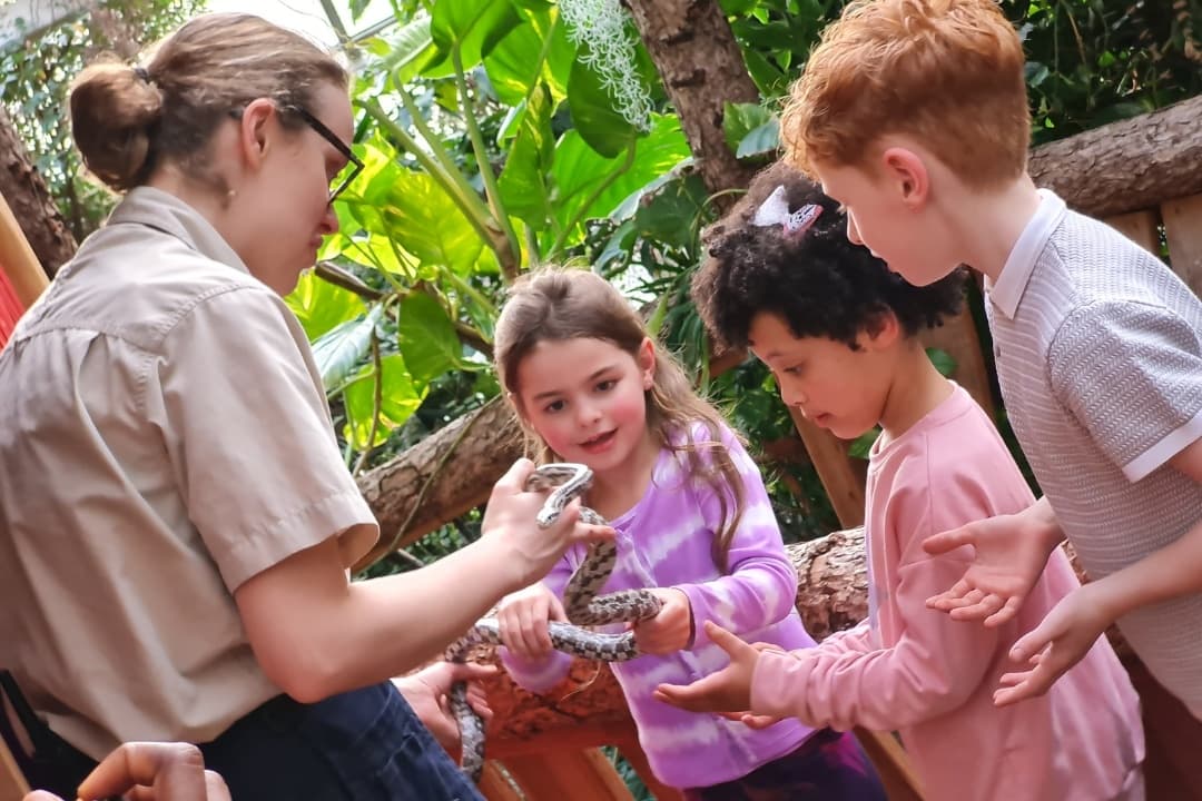 Keeper showing children a small reptile during education session