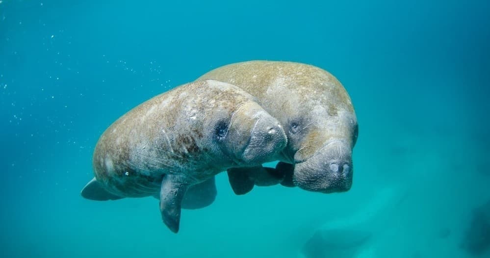 Two manatees swimming together in clear tropical seawater