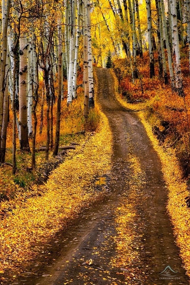 Last Dollar Road