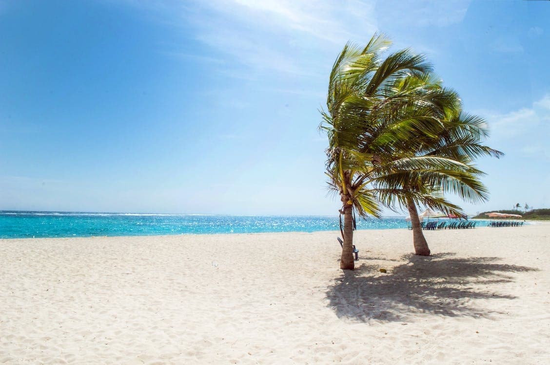 Wind-swept palm trees on white sand beach at Culebra shore