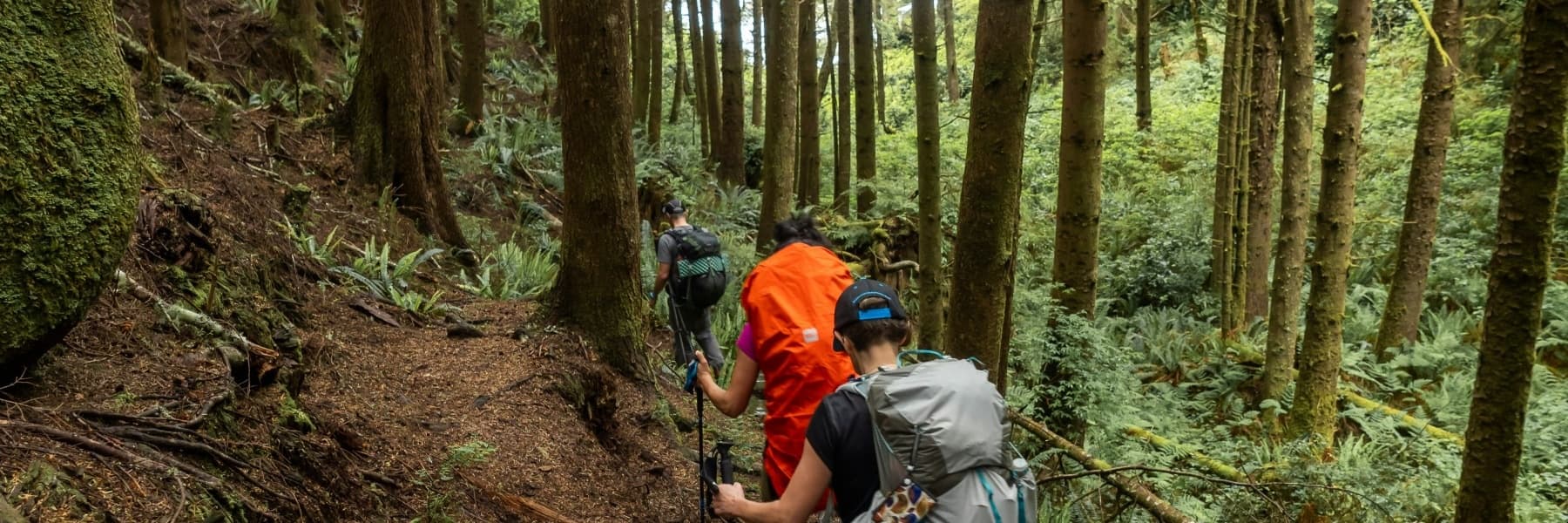 Backpackers hiking a mossy temperate forest trail