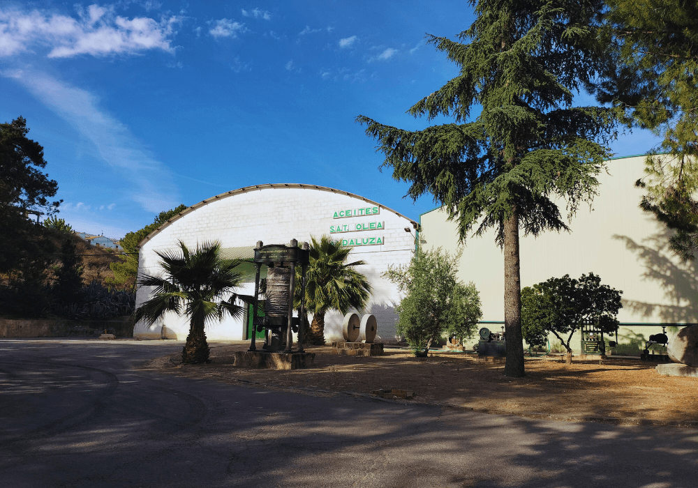 Visita a la almazara Oleandaluza: Del olivo a tu mesa en Baeza
