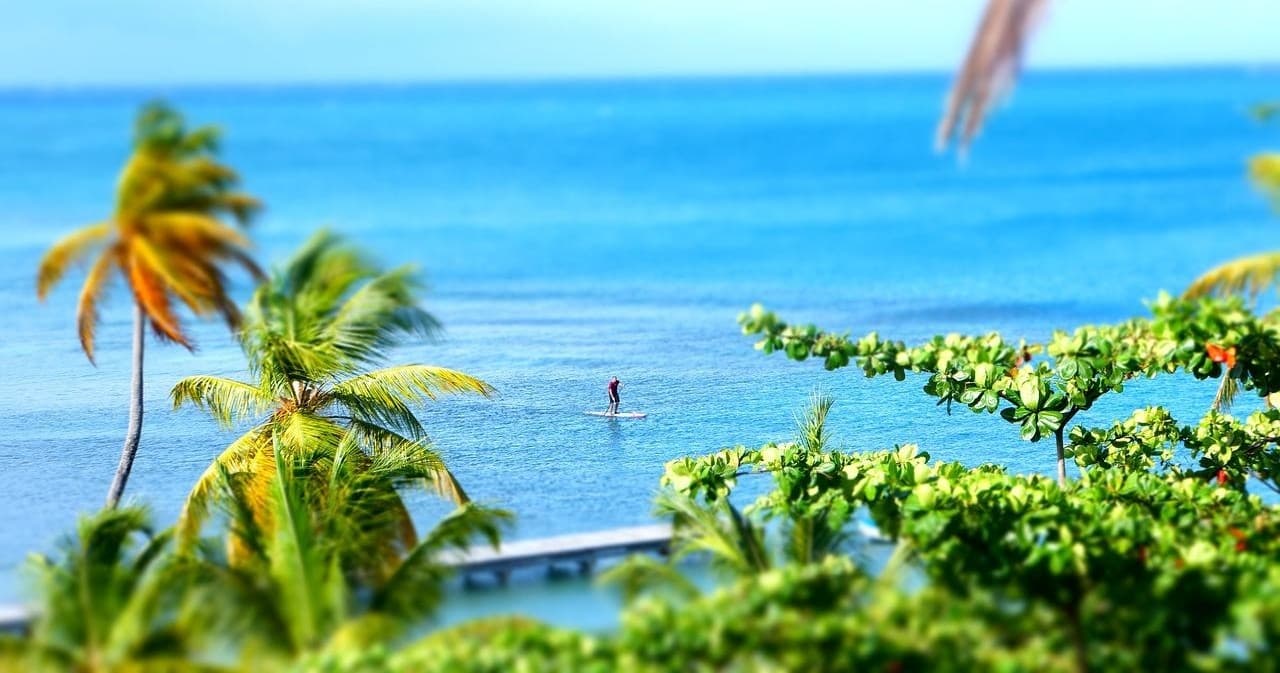 Paddleboard Eco Tours with Siesta Key Kayak Adventures