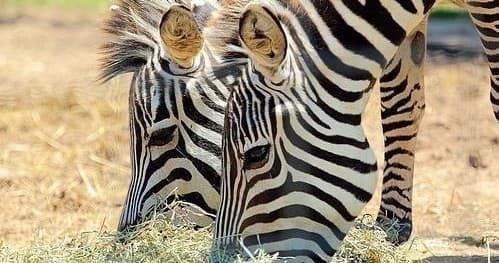 Large Group General Admission at Plumpton Park Zoo, Maryland